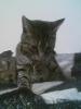 Cute Kitten