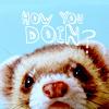 Ferret