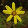 floare