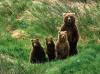 bears