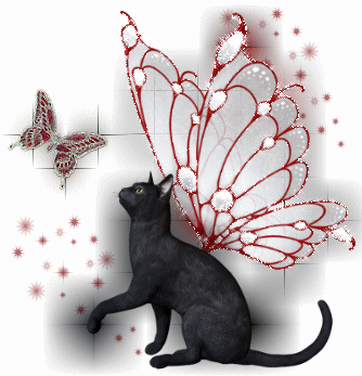 fairy cat racr