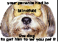 blindfold the dog