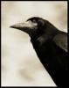 Classic Crow
