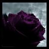 dark purple rose