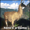 Here's a llama, there's a llama
