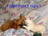 fighting animals