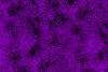 purple spider web