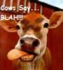 Cows say BLAH