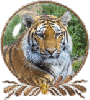 Tiger Globe 