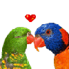 cute kawaii parrot couple