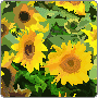 cutie avatar sunflower 