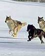 wolves running in the snow