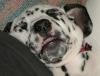 sleeping dalmatian