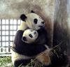 panda hugs