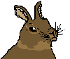 Bunny.
