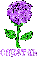 Crystal Purple Rose