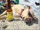 Dog on the beach~ On Vacation