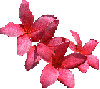frangipanes rosa intenso