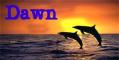 Dolphin Tag- Dawn