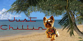 Yorkie on the Beach~ Just Chiilin'