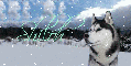 Husky Dog (with snow falling)~Shiloh