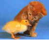 The cat and the duck