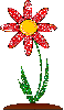 red flower daisy