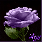 purple rose - aya
