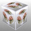 Pink Roses in Teapot in circle Cube in a Cube