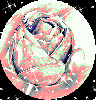 Beautiful Rose 