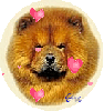 Chow Chow (with floating hearts) in circle