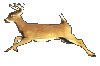 Running Deer (animated)
