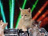 disco dancing cats kittys