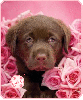 puppy rose