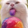 rainbow kitty