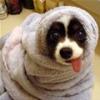 towel puppy