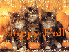 Happy Fall Kittys