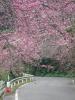 sakura - cherry blossom