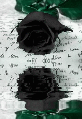 czarna rÃ³Å¼a, black rose