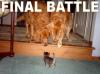 young cat vs dogs
