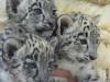 Snow Leopard Cubs