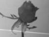 rose of death