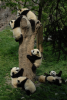 climbing pandas