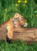 Baby tiger sleeping