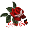 Rose with name