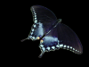 butterfly2