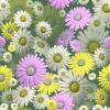 Colorful Daisies