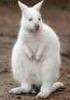 white wallaby 