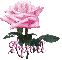 pink rose april