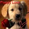 puppy love 